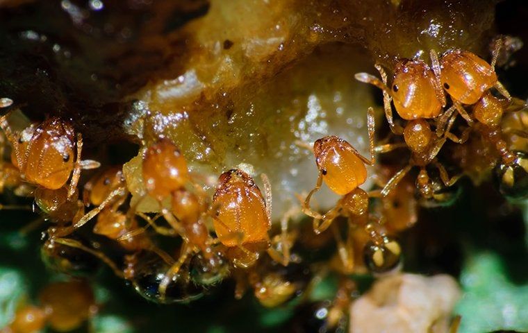 Phoenix Homeowners Complete Guide To Effective Ant Control Uni Tech