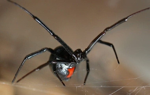 Black Widow Spider in the web