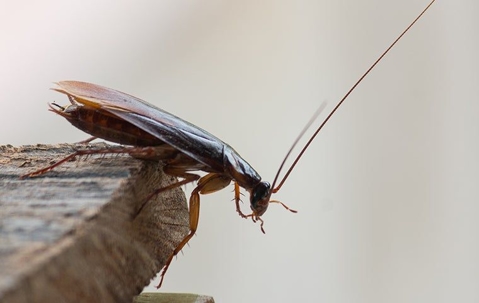 Cockroach perched on wooden surface, close-up view.