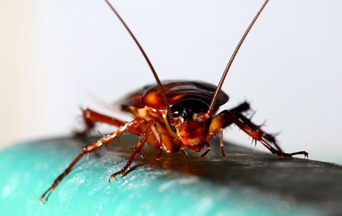 Close-up of a cockroach on a surface