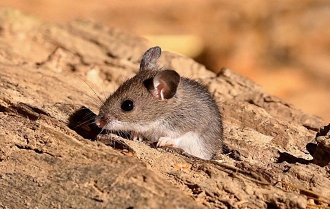 Mouse coming out from the wood
