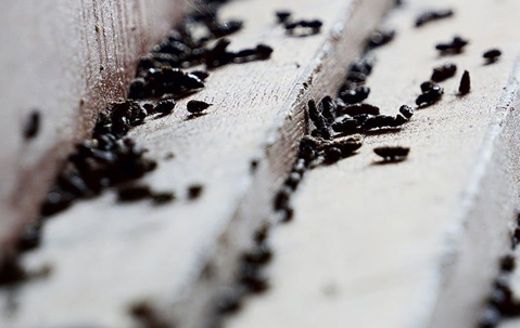 Rodent droppings scattered on wooden surfaces.