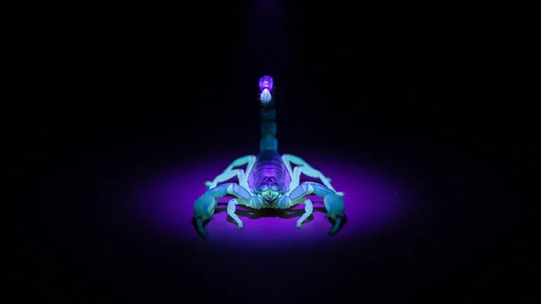 UV flashlight revealing a glowing scorpion in a dark room
