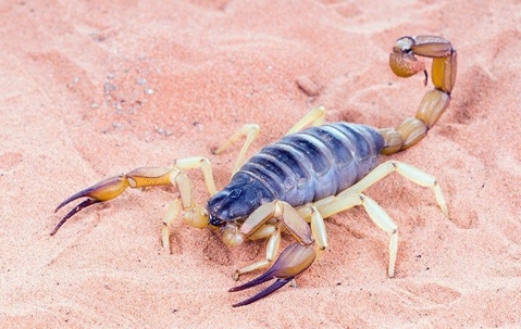 Scorpion on the sand