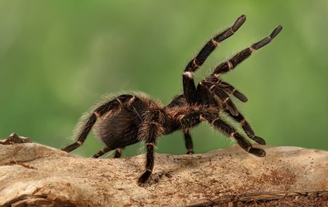 Tarantula on branch with green background.