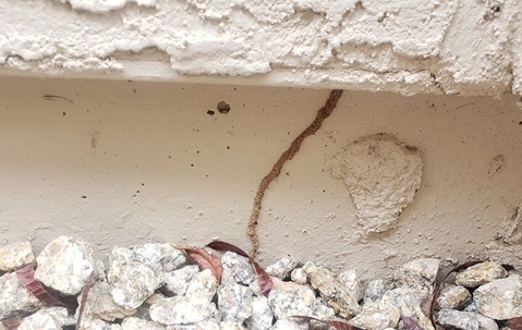 Termite trail on concrete wall near gravel base.